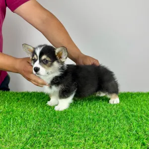 Welsh Corgi Pembroke - Rolly