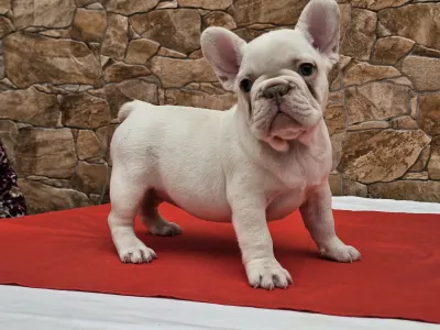French Bulldog - Betty