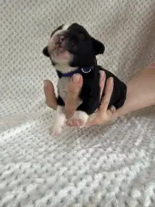 Portugalský vodní pes - Brooks