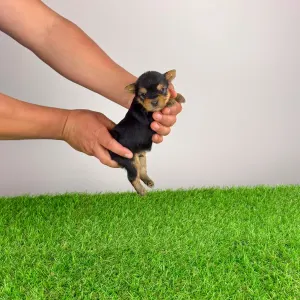 Jorkšírský teriér - Verdi