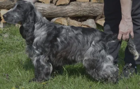 Angol Cocker spániel - Bethowen