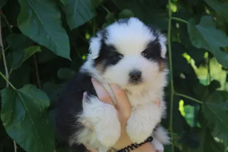 Australian Shepherd - Gladstone Aussies Killing It