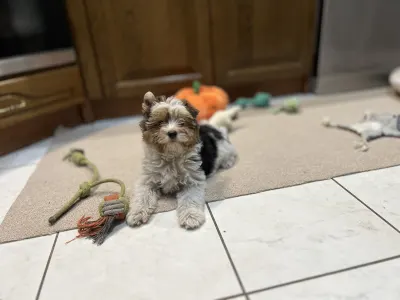 Бивер-йоркширский терьер - Quartz