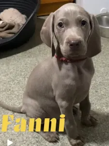 Weimaraner - Best Hunter World Fanni