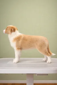 Border Collie - Firestorm Rising