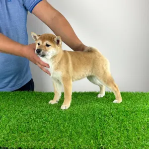 Shiba - Inna