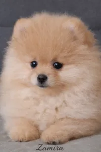 Pomeranian - Zamira