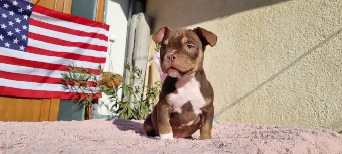 American Bully - Exotic - Csoki