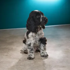 Cocker spaniel angielski - Benji
