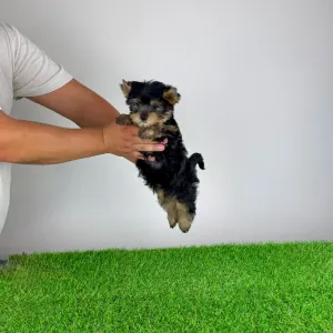 Yorkshire Terrier - Dudu