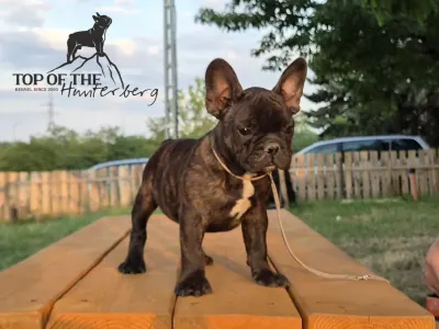 Bouledogue français - Ragnar