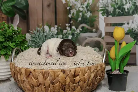 Lagotto Romagnolo - Curly Stars Of Dreams Salsa Fire