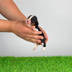 Кавалер кинг-чарльз-спаниель - Milly