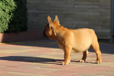 French Bulldog - Uriel