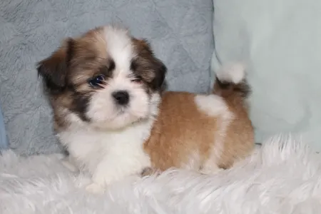 Shih Tzu - Argo
