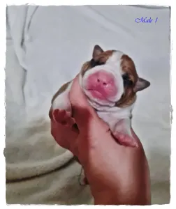 Amerikai staffordshire terrier - Gangster Bro