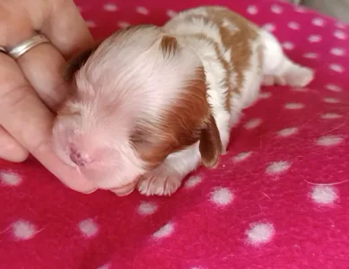 Kavalír King Charles španěl - Oven