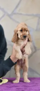 Englischer Cocker Spaniel - J. A Of Your Sweetest Dream