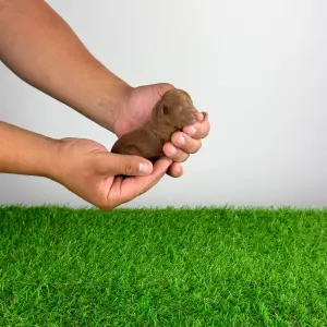 Caniche Toy - Xell