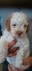 Romagna Water Dog - Lagotto Passion Aureate Vassilis