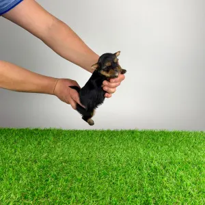 Yorkshire terrier - Riffraff