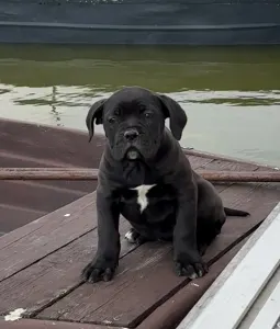 Cane Corso Italiano - Sonja