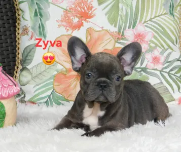 French Bulldog - Zyva