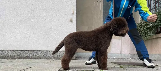 Romagna Water Dog - The Royal Town Of Bobovac