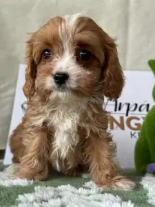 Cavapoo - Bella