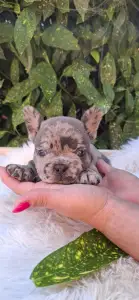 Bulldog francese - Dexter 