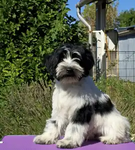 Tibetan Terrier - Leroy