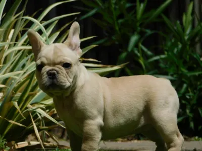 French Bulldog - Zazi