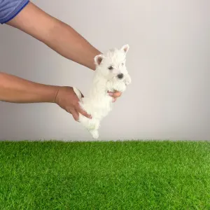 West Highland White Terrier - Holly