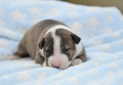 Miniature Bullterrier - Nolan