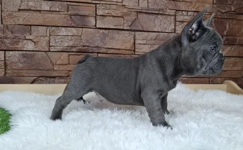 French Bulldog - Victor 