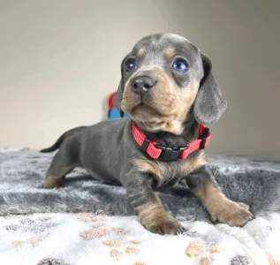 Dachshund - Neila