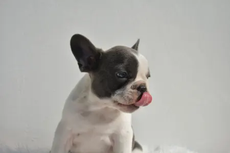 French Bulldog - Luke