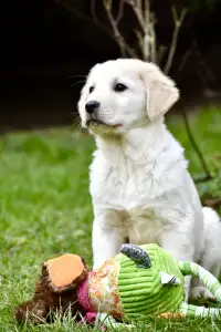 Owczarek środkowoazjatycki - Jaro