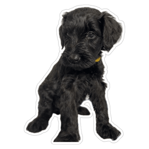 Giant Schnauzer - Prima Fortis 