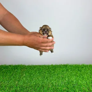 German Pomeranian Spitz - Helly 