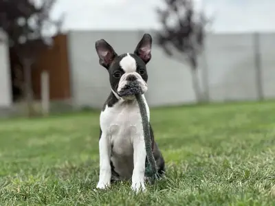 Boston Terrier - Yumba Nero Di Angelo