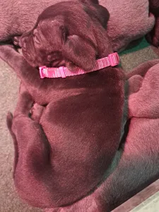 Cane Corso - Bella