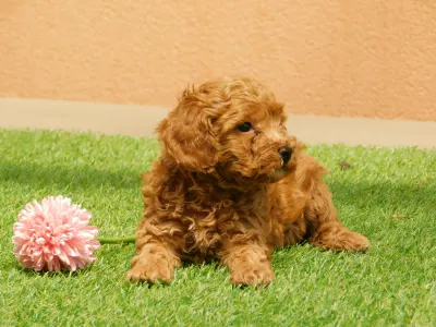 Poodle Miniature - Ada