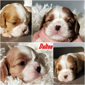 Cavalier King Charles spániel - Dalton