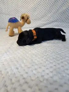 Portugalský vodní pes - Bailey