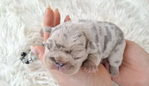 French Bulldog - Zara