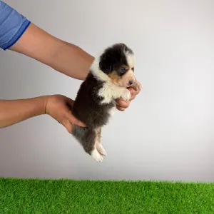 Australian Shepherd - Dirk