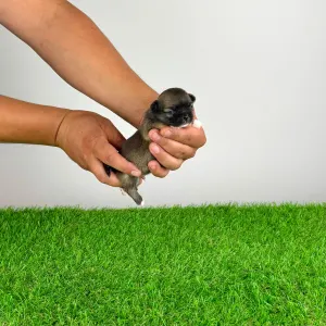Chihuahua - Kimi