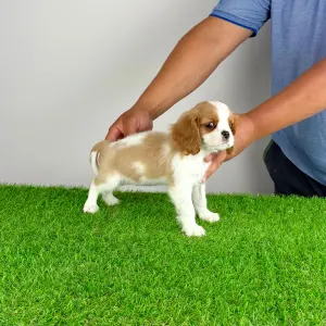 Cavalier King Charles Spaniel - Penta