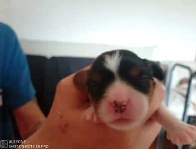 Cavalier King Charles Spaniel - Gála